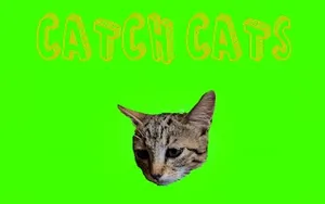 Catch Cats - action game, play online free, no download